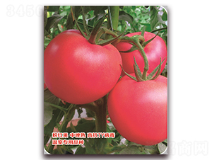 ����-���ѷN��-���S�N�I(y��)