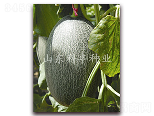 ɽ����ʮ��̖(h��o)-��ϷN��-���S�N�I(y��)