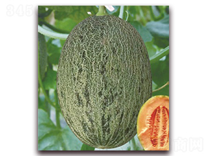 ɽ���۶�ʮ��̖(h��o)-��ϷN��-���S�N�I(y��)