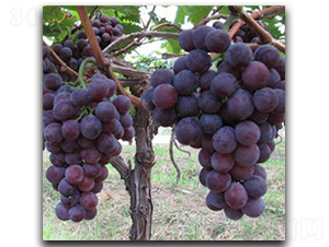 ��ī����-���ѷN��