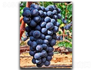 �ڰ���������-���ѷN��