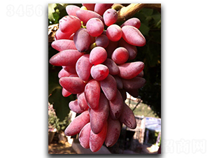 �t��-���ѷN��