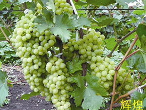 �x������-���ѷN��