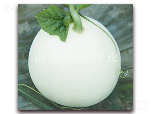 ������ѩ-��ϷN��-���S�N�I(y��)