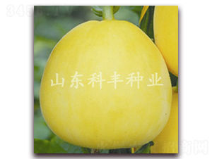 ɽ������̖-��ϷN��-���S�N�I(y��)