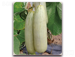 ɽ����1906-��ϷN��-���S�N�I(y��)