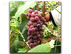 ����õ������-���ѷN��