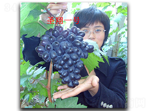 ʥ��һ̖����-���ѷN��