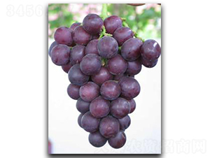 ����-���ѷN��