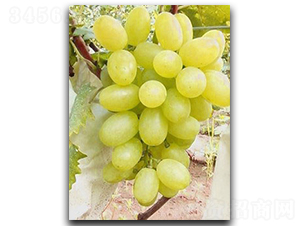 �S����������-���ѷN��