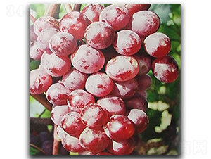 �o����������-���ѷN��