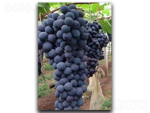 �ĺ�-���ѷN��