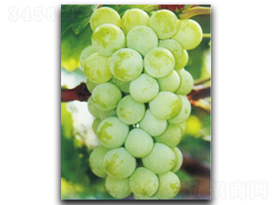 ꖹ�õ��-���ѷN��