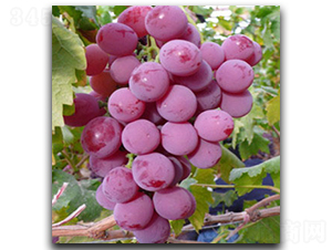 ��t������-���ѷN��