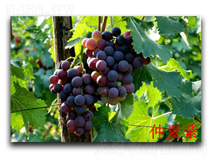 ������-���ѷN��