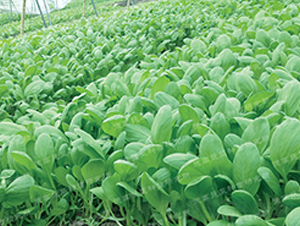 �uë��3̖(h��o)-�๣�˷N��-�¸�