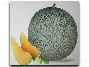 ʥ����̖-��ϷN��