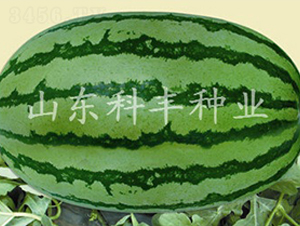 �����G����-���ϷN��-���S�N�I(y��)