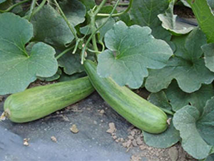 ���������-��ϷN��