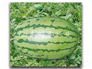 ���������-���ϷN��-���S�N�I(y��)