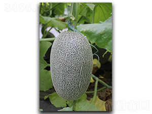 ����M1-��ϷN��