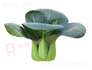 �¸�1135-�๣�˷N��-�¸���