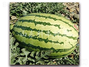 ���S��̖-���ϷN��-���S�N�I(y��)