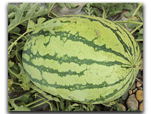 ���r��ϵ��-���ϷN��