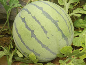 ����-���ϷN��