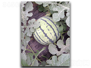 ʥ��һ̖-���ϷN��