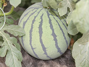 ʥ����̖-���ϷN��