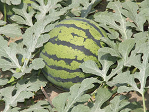 ����W3-���ϷN��