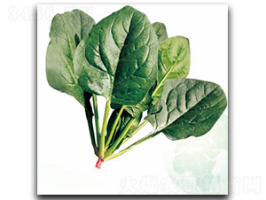 �ʼ����v-���˷N��