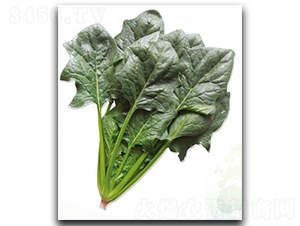 ʥ�S-���˷N��