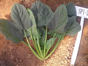 ¡����-���˷N��