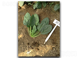 �������G-���˷N��