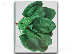 ʥ��-���˷N��