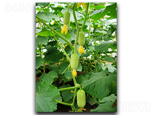 ��Ů-�S�ϷN��