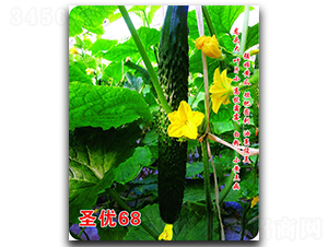 ʥ��(y��u)68-�S�ϷN��