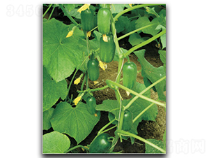 ��ͯ-�S�ϷN��