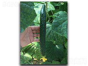 �G��A6-�S�ϷN��