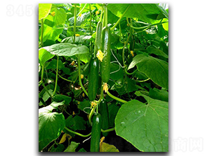 ���оGؐ-�S�ϷN��