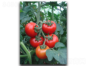 ����RT968-���ѷN��