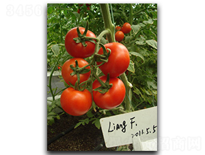 ���з���1̖-���ѷN��