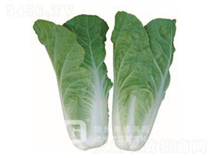 CR188-�๣�˷N��-�¸�