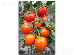 �t�_��-���ѷN��