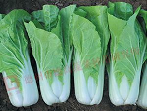 ����-��˷N��-�¸�