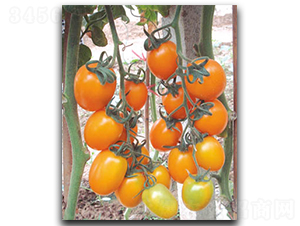 �S��-���ѷN��