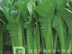 ����7̖-��˷N��-�¸�