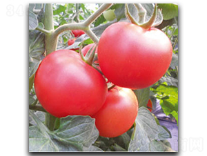 �۶�-���ѷN��